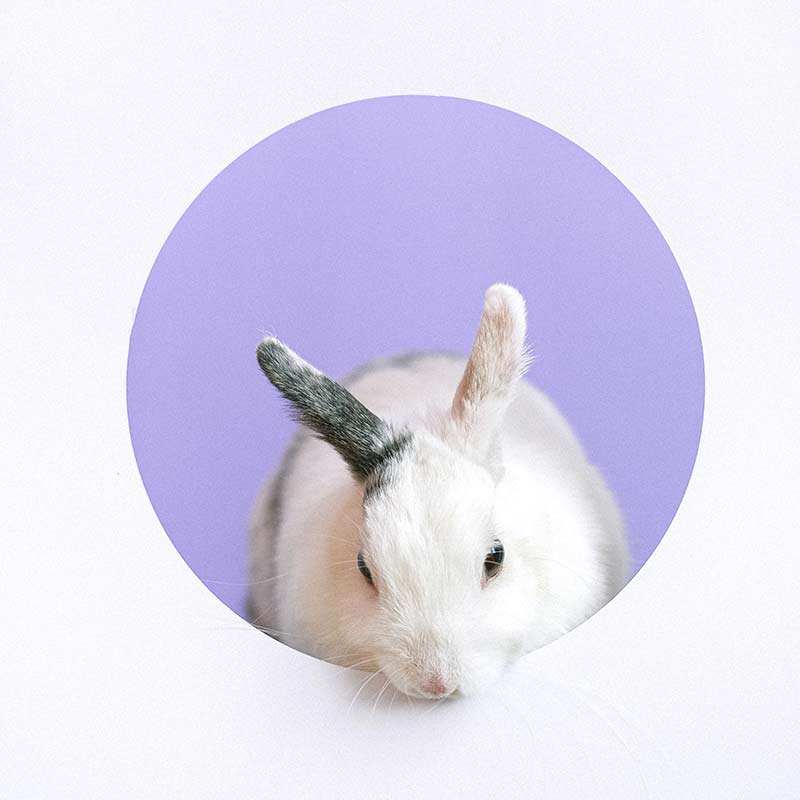 Investigación ética y Cruelty free