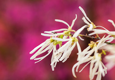 Productos con hamamelis