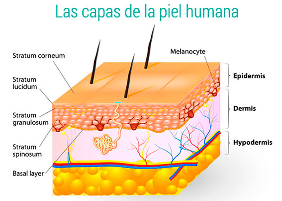 Las capas de la piel humana
